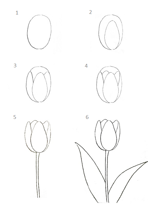 How to draw tulips easily like eating pie - Image 1